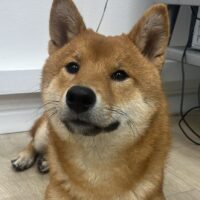 קריפטו קריפטו